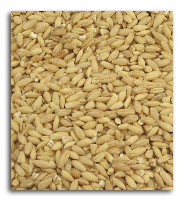 BULK GRAINS: Organic Hulled Barley, 25 lb - Vending Business Solutions