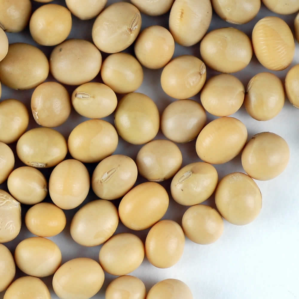 BULK BEANS: Soy Yellow Organic, 25 Lb - Vending Business Solutions