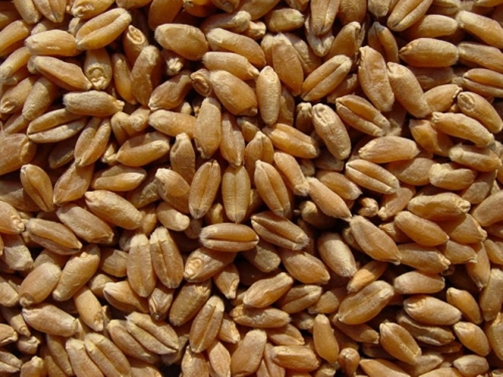 BULK GRAINS: Organic Grains Hard Red Spring Wheat, 25 lb - Vending Business Solutions