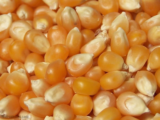 BULK GRAINS: Popcorn Yellow Organic, 25 lb - Vending Business Solutions